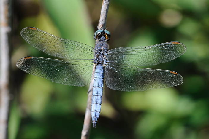 Orthetrum bruneum? - No, Orthetrum coerulescens